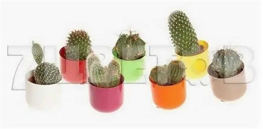 цветные кактусы в магните. кактус микс в магните. кактус магнитик. кактусы в магните. цветные кактусы в магните.