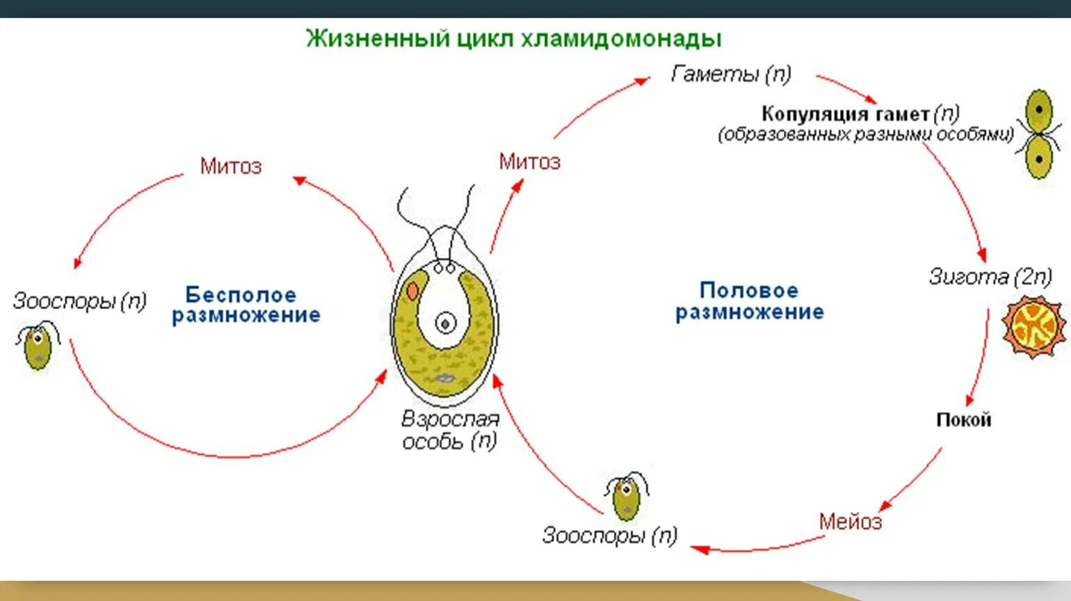 Размножение клетки жизненный цикл. Жизненный цикл бесполого и полового размножения. Жизненный цикл бесполое и половое размножение. Жизненный цикл бесполого размножения и полового размножения. Жизненный цикл хламидомонады и улотрикса.