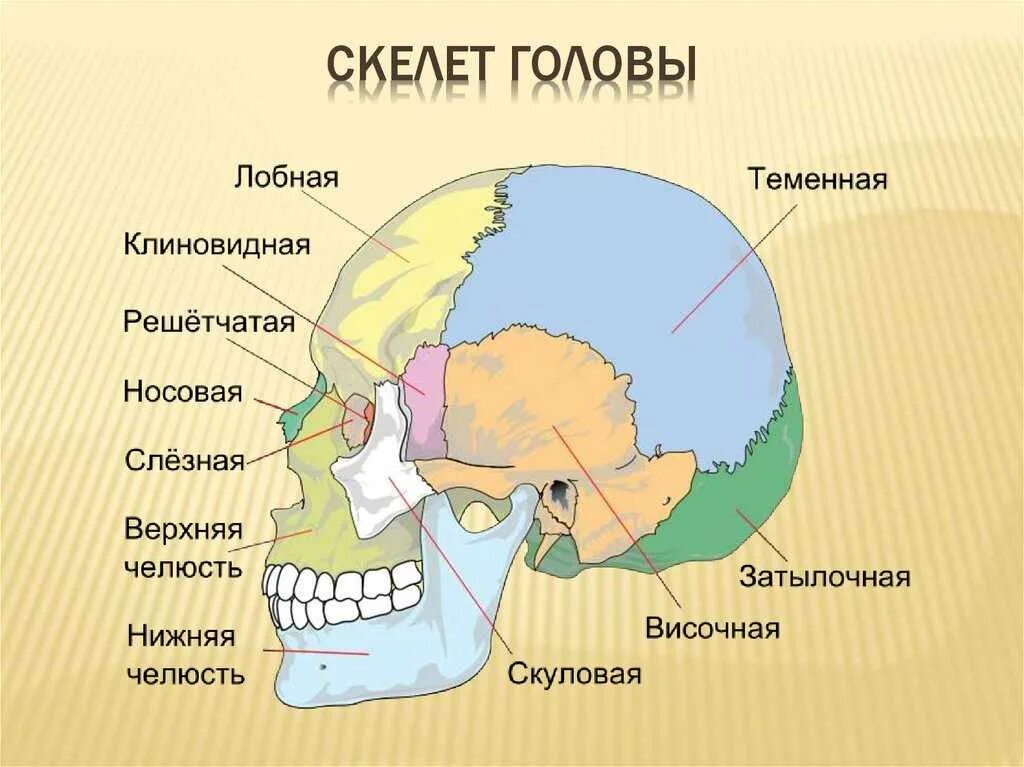 Все кости черепа соединены друг с другом. Строение костей мозгового отдела черепа человека. Скелет головы череп строение. Кости скелета головы человека анатомия. Скелет головы человека сошник.