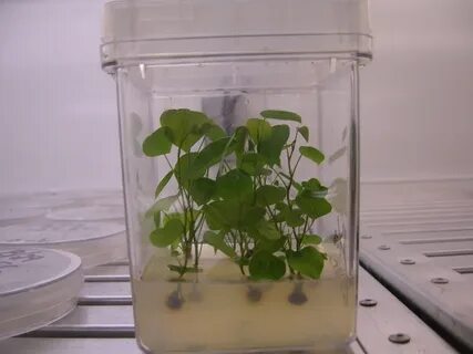 Plant culture