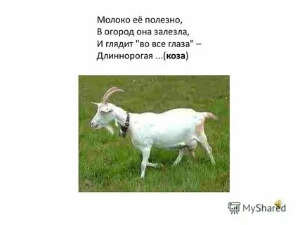 Что ты сказала коза