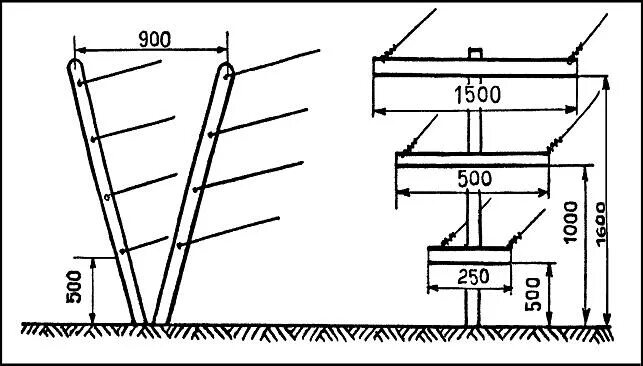 шпалера для одного куста винограда. шпалера для винограда одноплоскостная чертеж. винограда размеры. чертеж двухплоскостной шпалеры для винограда. т-образная шпалера для винограда чертеж.