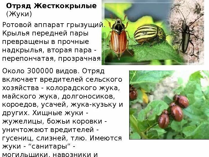 Жук отряд насекомых. Колорадский жук отряд насекомых. отряд жесткокрылые майский жук. майский жук, колорадский жук, божьи коровки,. &quot; насекомые вредители сельского хозяйства&quot; сообщение.