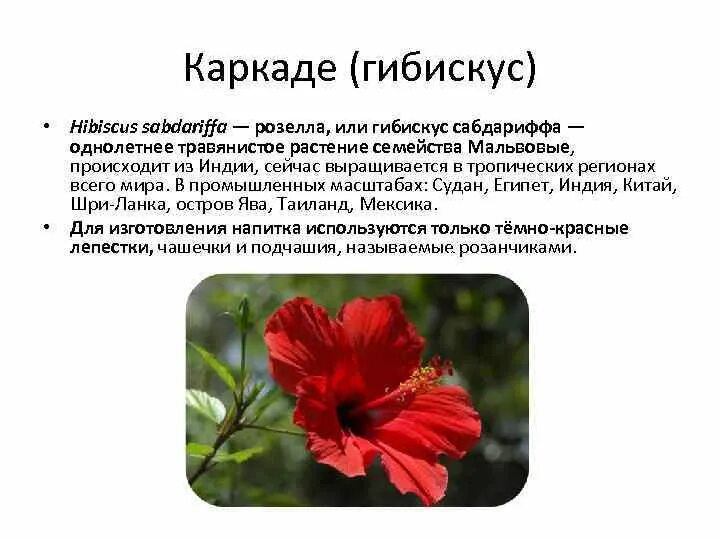 Гибискус какая почва. Каркаде (гибискус). Гибискус каркаде растение. Гибискус садовый каркаде.