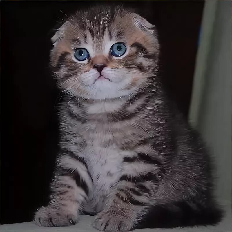 Шотландская вислоухая питомник москва. Тигровые вислоухие котята. черный тигровый табби вислоухий кот. шотландская вислоухая котенок черно тигрового окраса. шотландские котята голубой тигр.