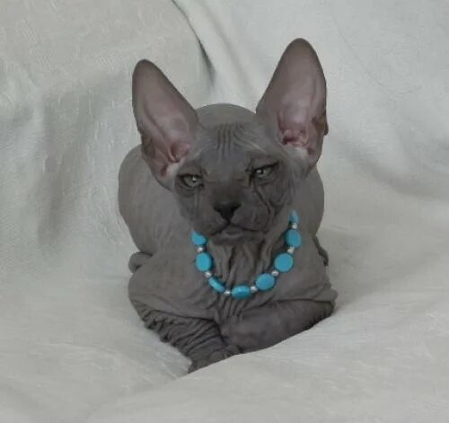 донской сфинкс вес. сфинкс 8 месяцев. донской сфинкс 1 месяц. сфинкс 8 месяцев. донской сфинкс вес.