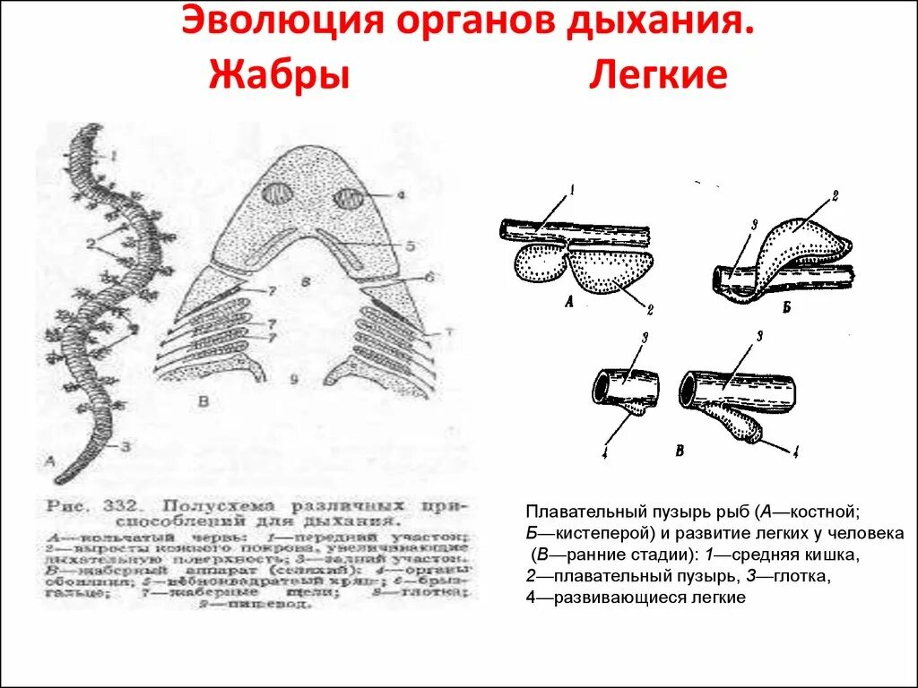 Легочное дыхание у хордовых. Система органов дыхания животных, Эволюция органов дыхания. Эволюционные преобразования дыхательной системы круглоротых. Эволюция дыхательной системы от рыб до млекопитающих. Эволюция органов дыхания жабры.