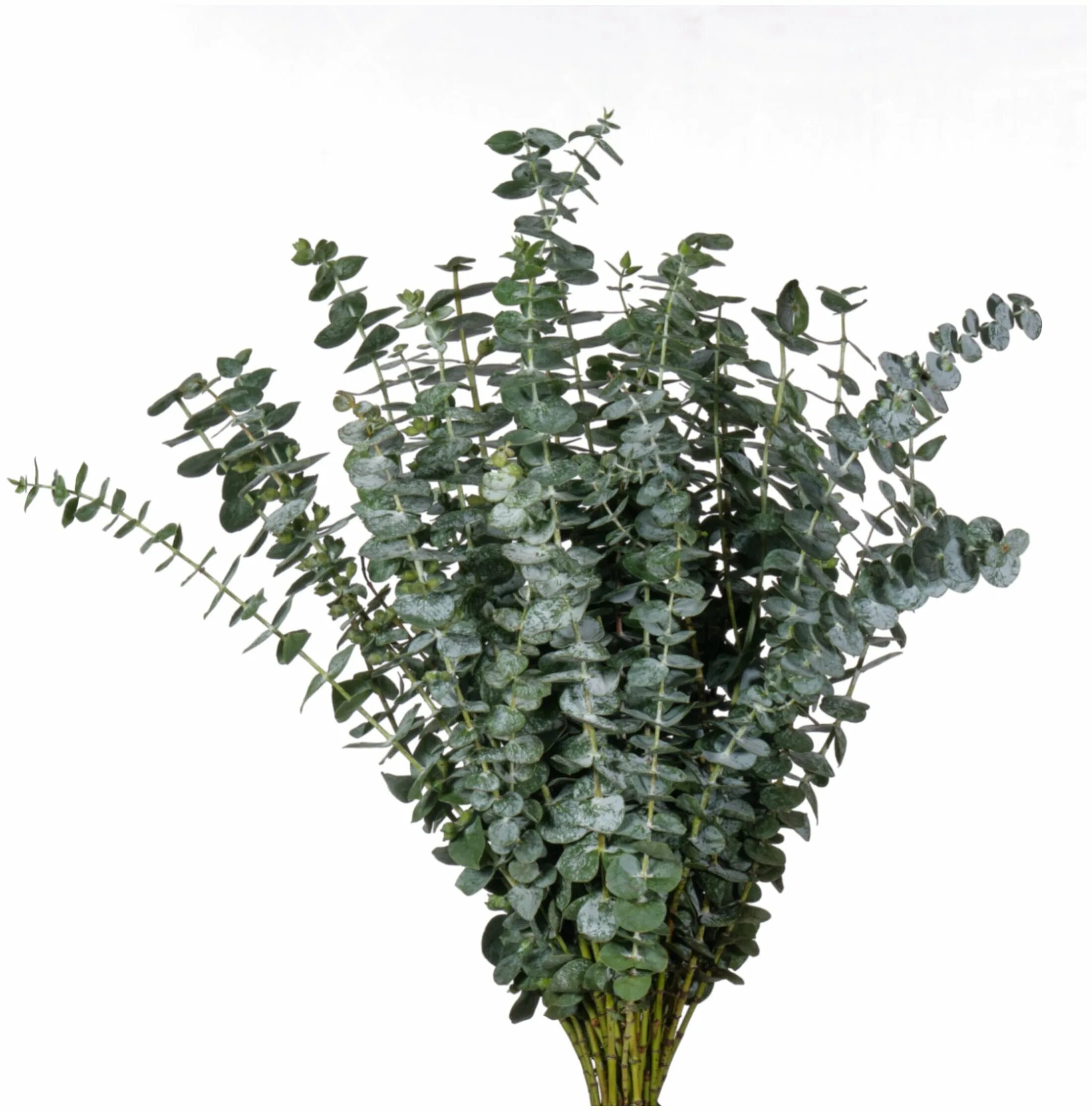 срезка эвкалипт беби блю. эвкалипт бэби. эвкалипт припудренный baby blue. эвкалипт бэби блю. эвкалипт припудренный baby blue.