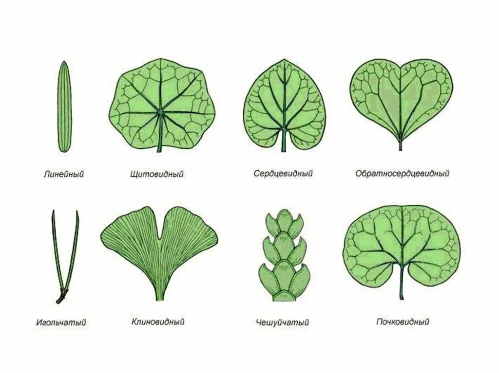 Продолговатый округлый. Типы верхушек листовой пластинки. Типы расчленения листовой пластинки простого листа. Тип листа по форме листовой пластинки. Клиновидное основание листовой пластинки.