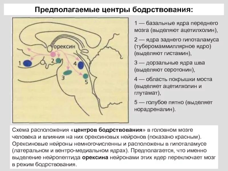 Нейроны ядер гипоталамуса. Схема расположения ядер гипоталамуса. нейроны гипоталамуса. термочувствительные нейроны гипоталамуса. центры бодрствования.