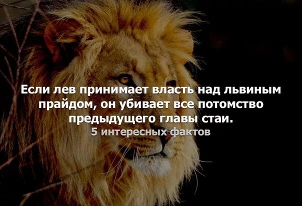 Лев обиделся. Открытки обиженного мужчину Льва. Обиделся мужчина Лев. Мужчина Лев сердится. Обижает лев