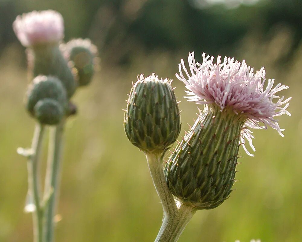 Бодяк полевой (Cirsium arvense). Бодяк полевой (осот). Бодяк щетинистый. Бодяк поникающий.