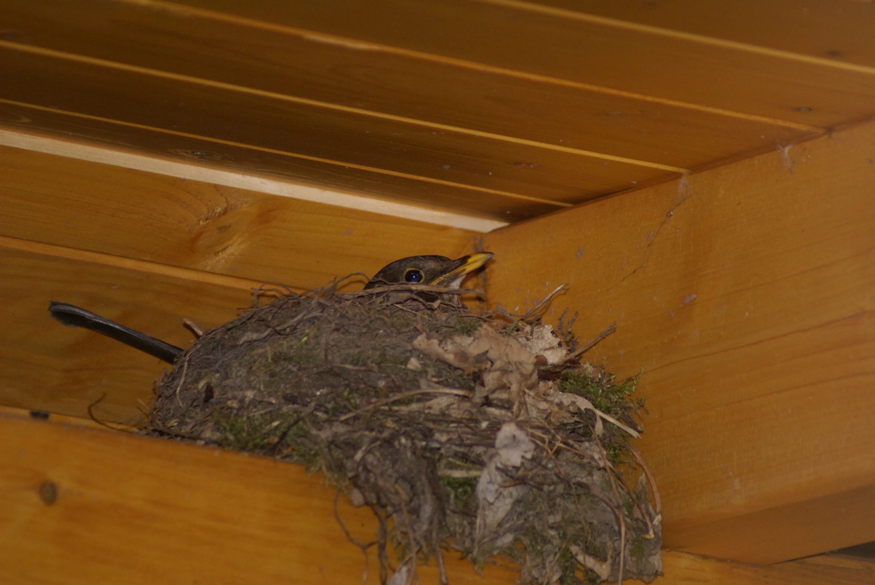 Под крышей дома свили гнездо. Ласточки свили гнездо. Ласточка свила гнездо под крышей. Гнездо ласточки под крышей. Ласточкино гнездо под крышей.