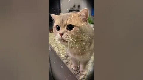 Әнші Максим трахается барлық порно