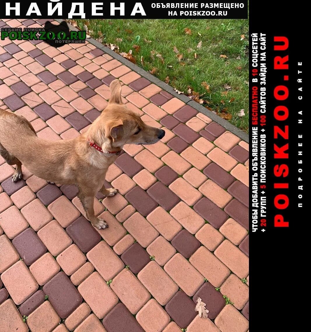 Песик войс. Собака долгопрудный. Собака долгопрудный. Животные долгопрудного. Немецкие овчарки кодинск.