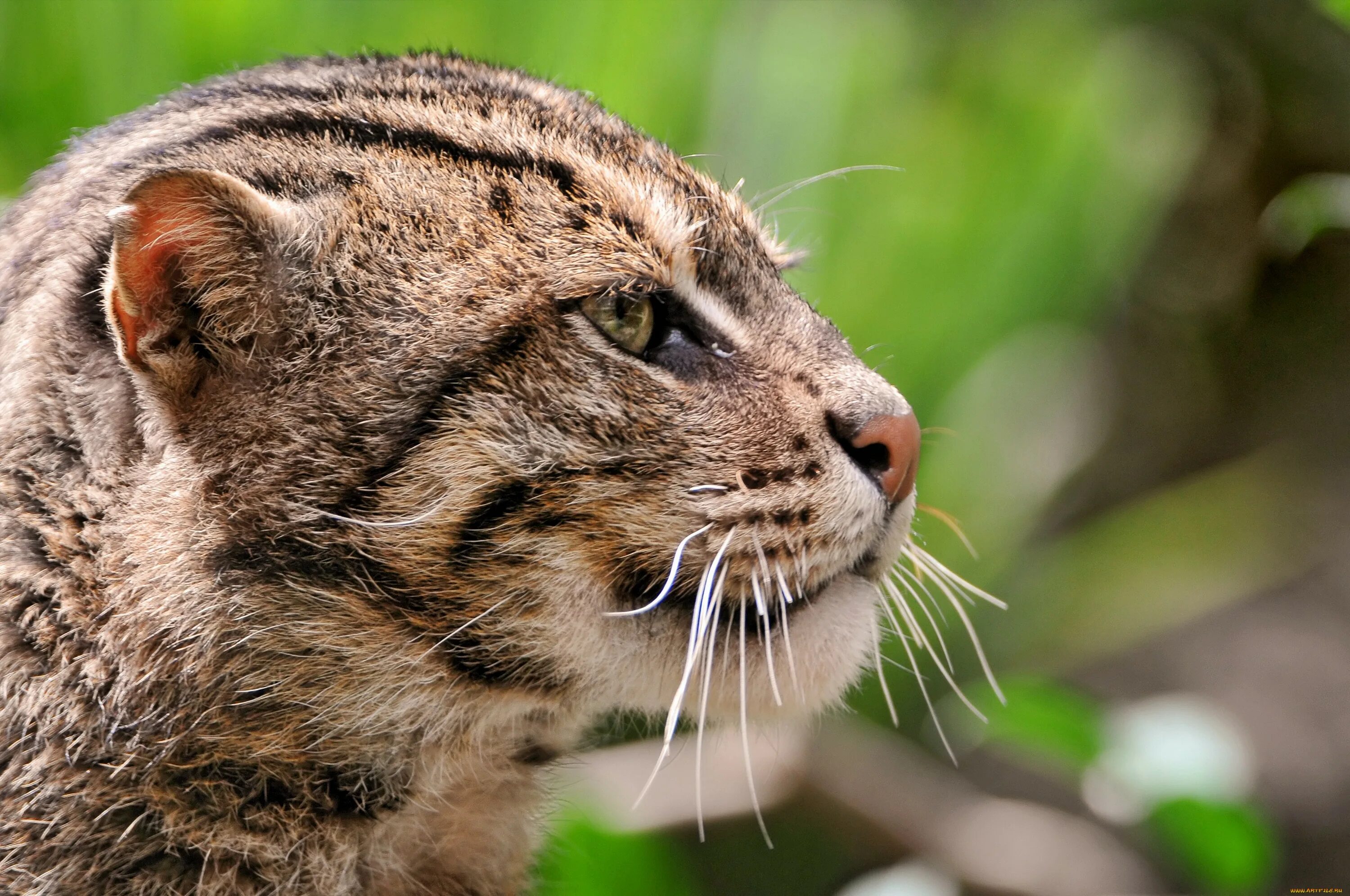 Песни дикая кошка