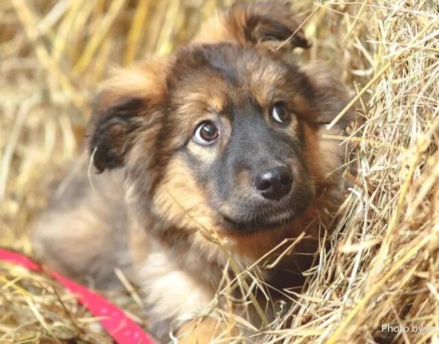 метиз восточноевропейской овчарки. собака метис овчарки и дворняги. дворняжка чепрачного окраса. помесь овчарки и дворняги 4 месяца. овчарка дворняжка щенки.