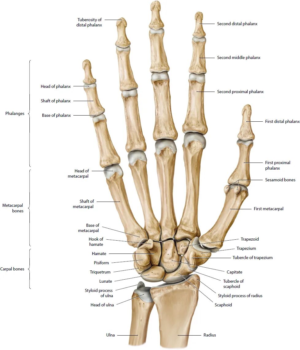 Объем движений в лучезапястном суставе в градусах. Угол лучезапястного сустава. Радиоульнарный угол лучезапястного сустава. Среднезапястный сустав строение. Углы лучезапястного сустава в норме.