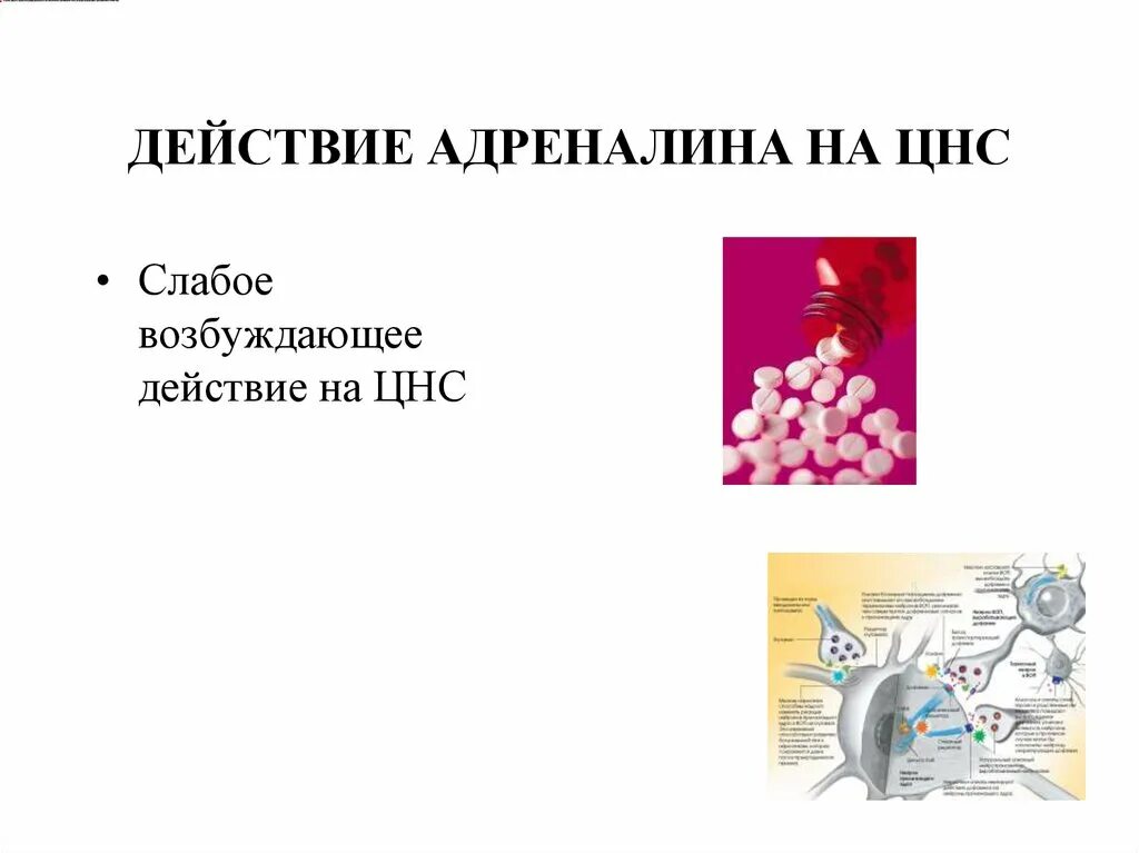 Влияние адреналина на нервную систему. Действие адреналина на ЦНС. Эпинефрин влияние на ЦНС. Адреналин какая нервная система. Адреналин влияние на нервную систему