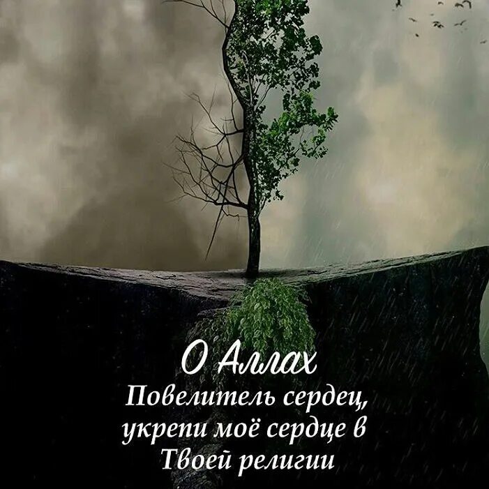 Укрепи мое сердце в твоей религии. О направляющий сердца укрепи сердце. Укрепи мое сердце на твоей религии. О изменяющий состояние сердец укрепи. О переворачивающий сердца укрепи мое сердце.