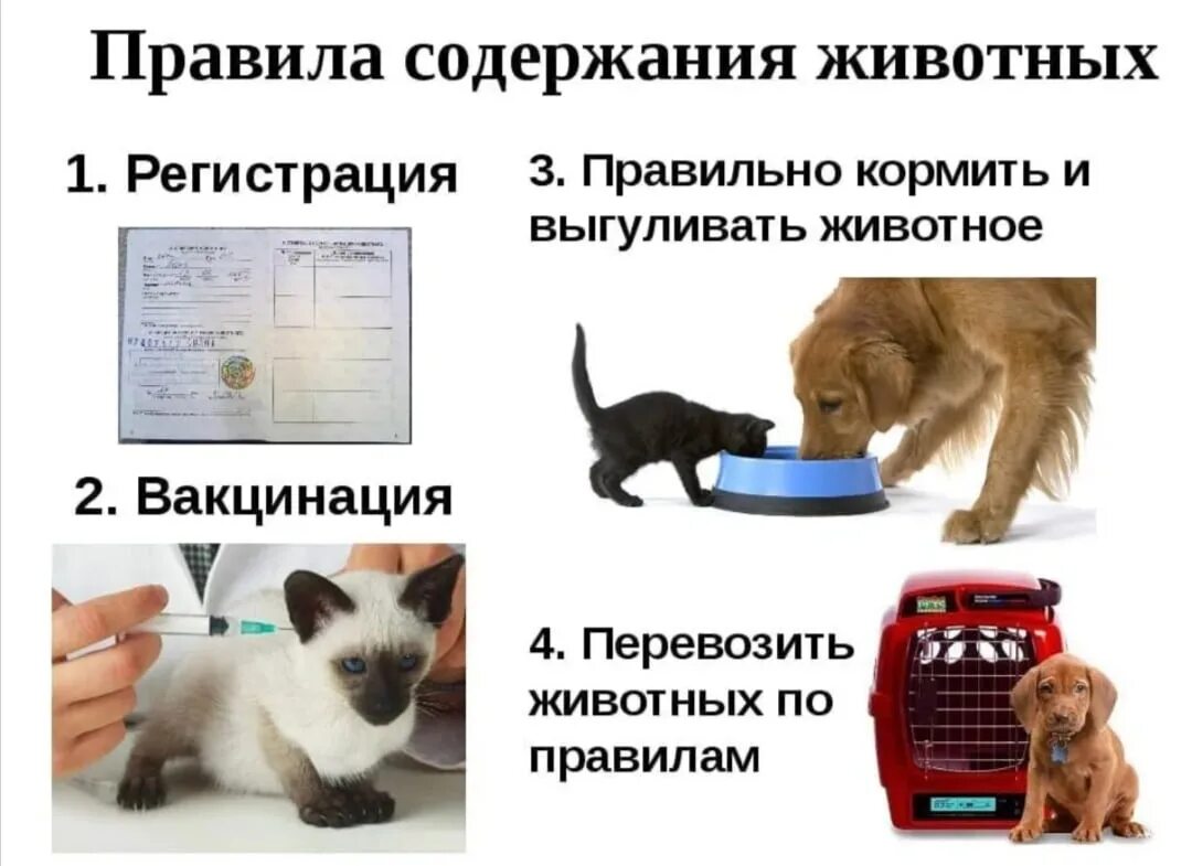 Содержание собак кратко. Содержание домашних животных. правила содержания животных. правила содержания домашних животных. нарушение правил содержания домашних животных.