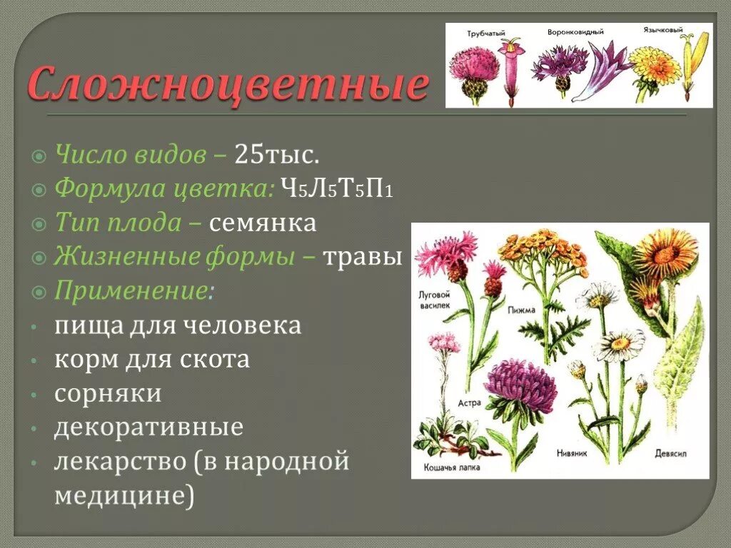 Ч0л5т5п1 формула какого цветка. Ч 5 Л 5 т5п1 формула цветка. Семейство Сложноцветные формула. Семейства покрытосеменных растений Сложноцветные. Сорные Сложноцветные растения.