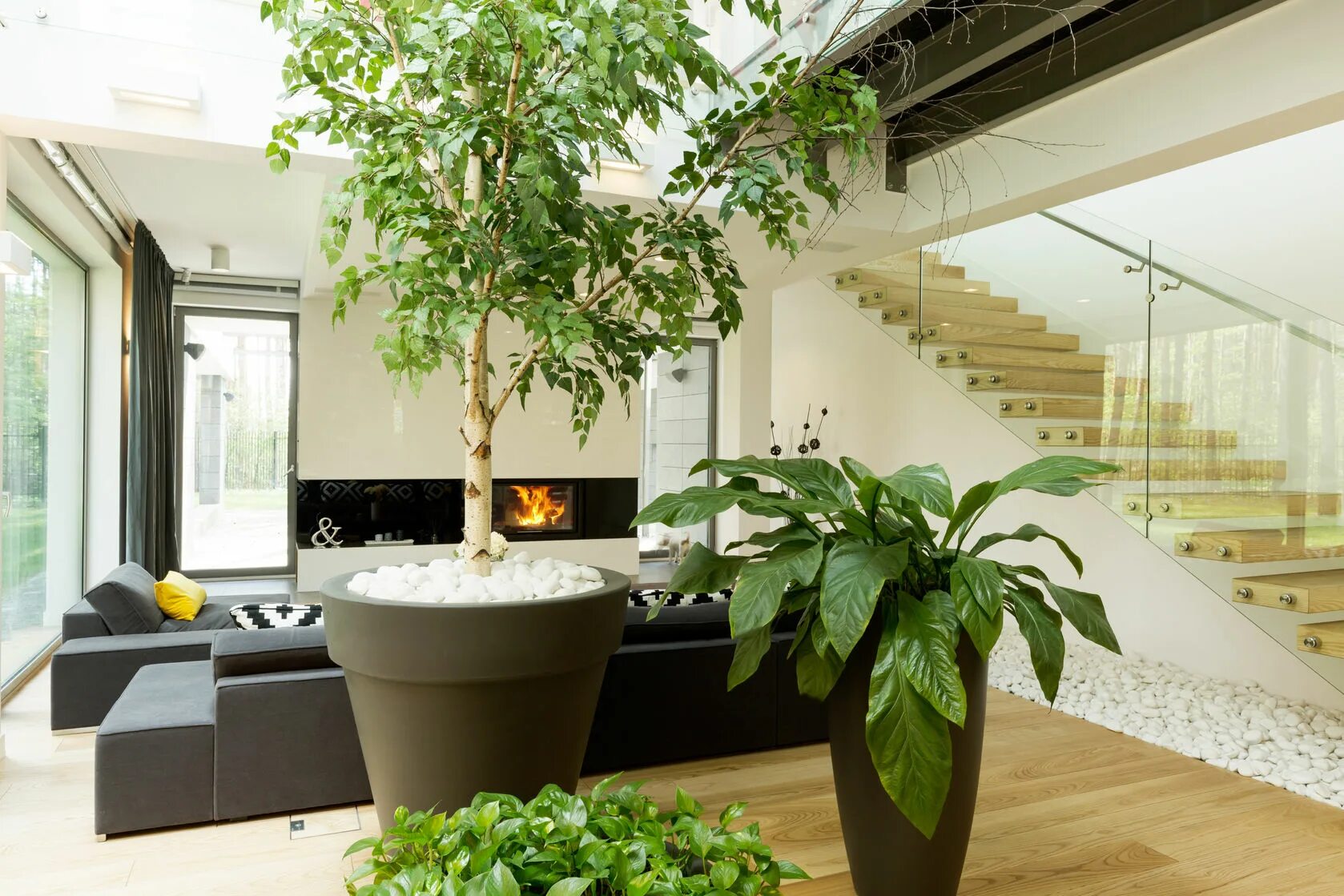 Indoor plants. Декоративные растения для интерьера. Озеленение интерьера. Комнатные растения в интерьере. Декор растения для интерьера.