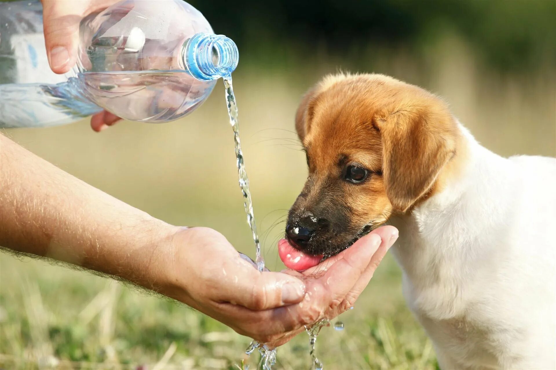 Сколько собака может без воды. Вода для животных. Собака пьет воду. Собака пьет воду в жару. Бездомные животные в жару.