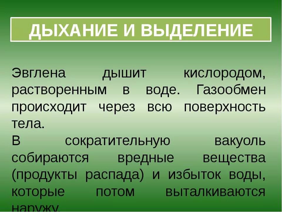 лес кислород. зеленое дыхание. зеленая природа. зеленое дыхание. расслабление на природе.