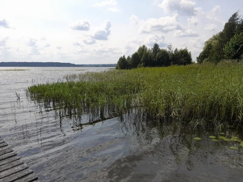 Гибнущее озеро. Озеро Шлино деревня Красилово. Валдай озеро Шлино. Озеро Шлино Валдайский район. Озеро Шлино деревня Яблонька.