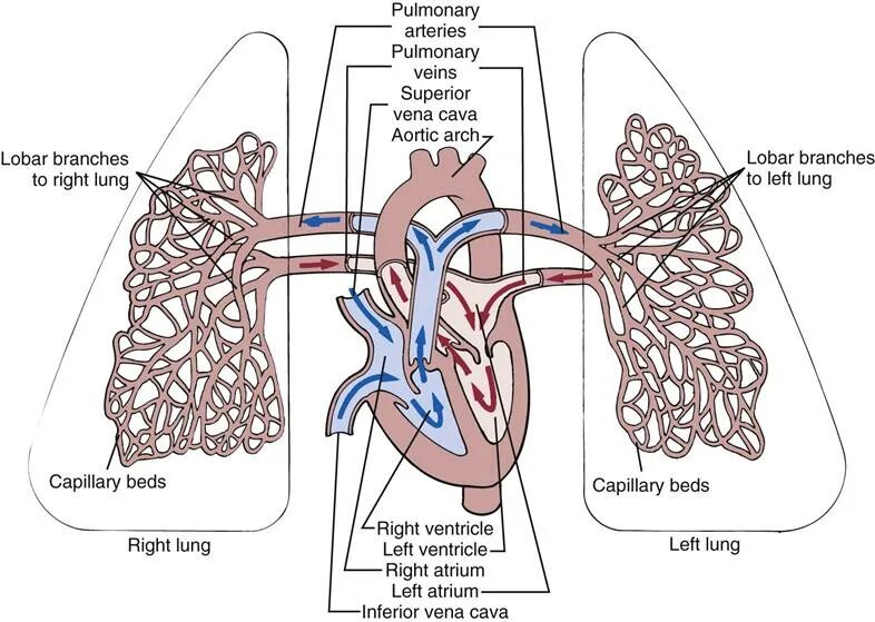 Легочная артерия. Легочная артерия человека. Расположение легочной артерии. Легочная артерия легкие. Сколько легочных артерий