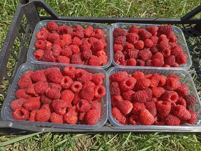 апосл остров. малиновый остров. малиновый остров база горный алтай. горно-алтайск малиновый остров. кий остров архангельская область.