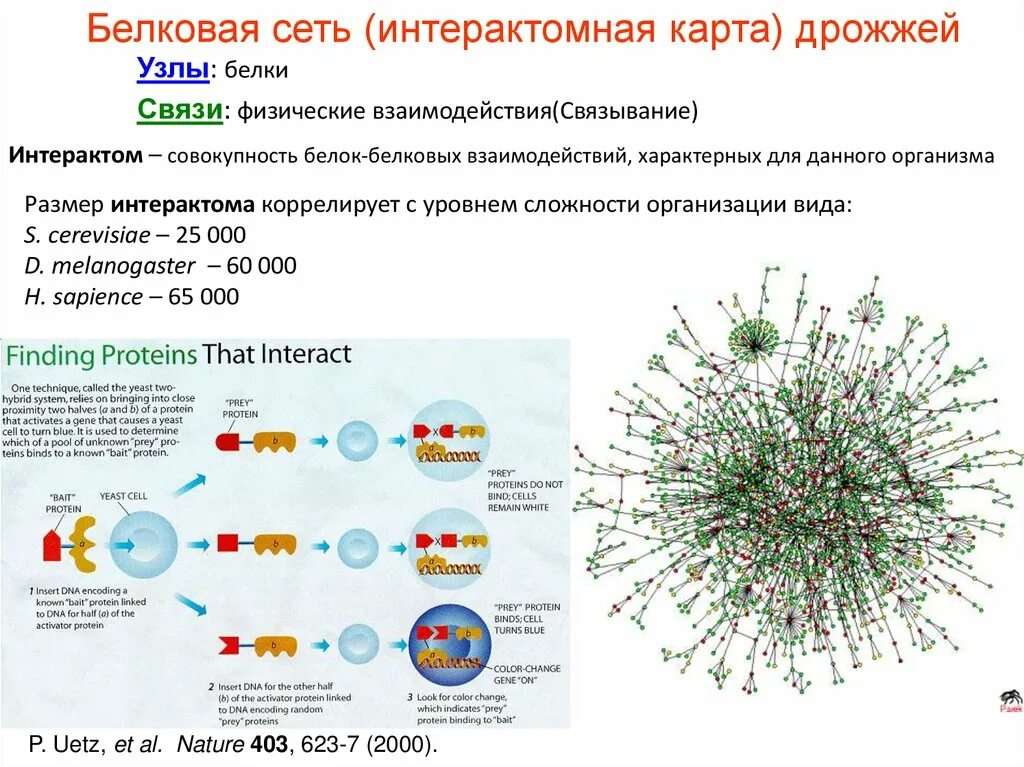 Белковые сети. Белок-белковые взаимодействия. Взаимодействие белок белок. Физические связи белка. Белково белковые взаимодействия
