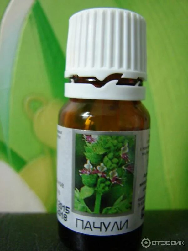 Пачули чем пахнет. Пачули комнатное растение. Пачули запах на что похож. Пачули растение описание. Пачули запах на что похож.