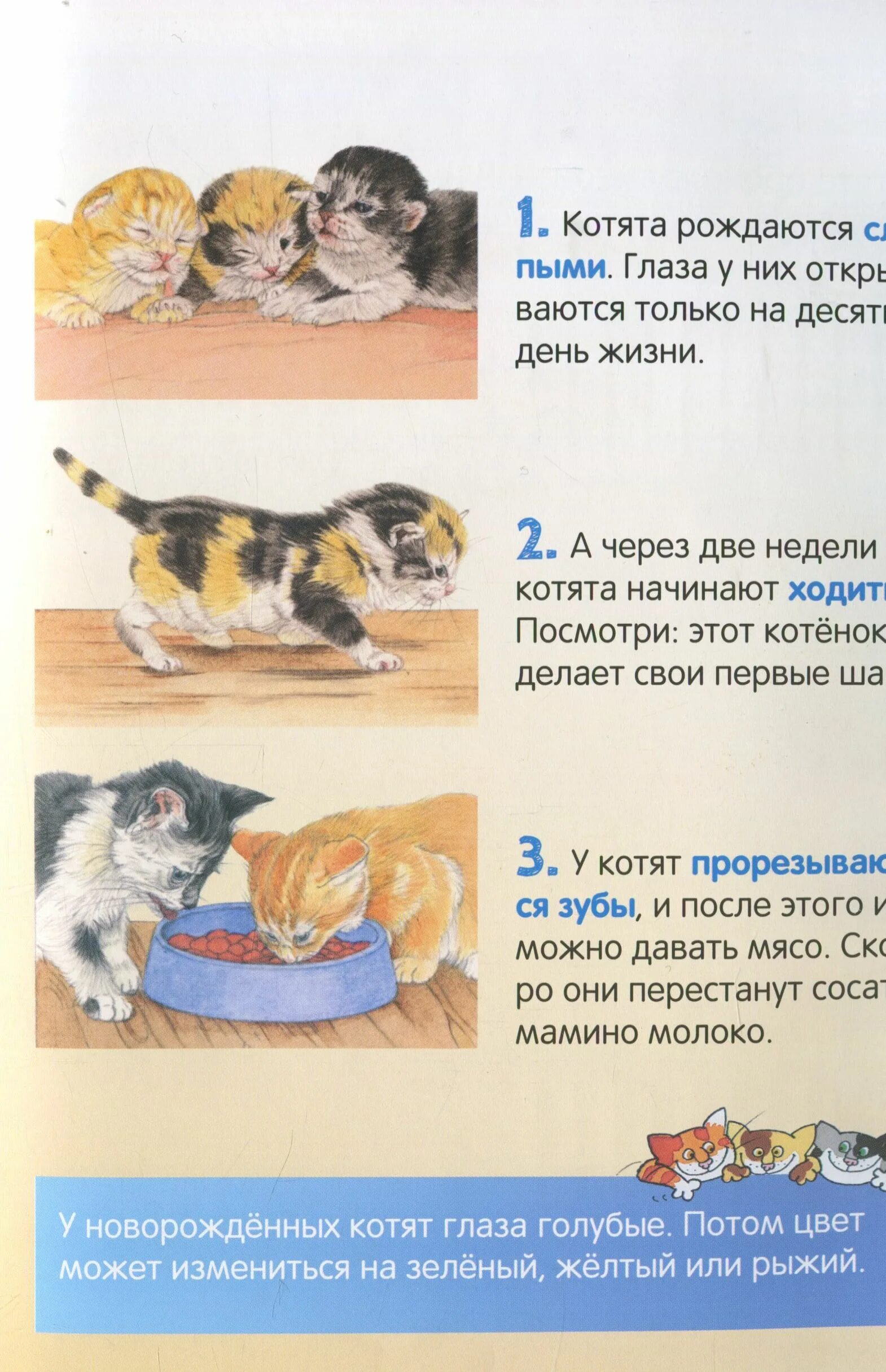 Котята по возрасту. Этапы развития кошки. Периоды развития котят. Стадии развития котенка. Этапы развития кошки от рождения.