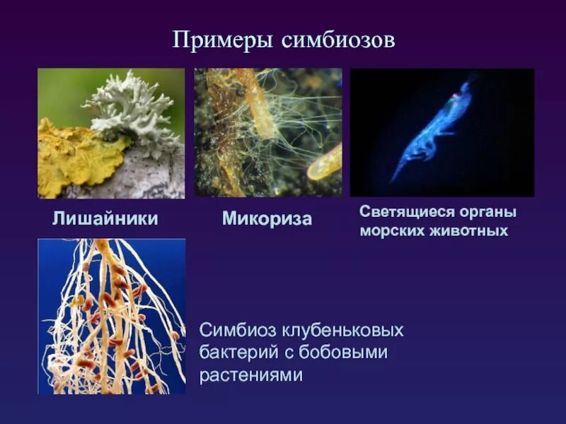 У каких беспозвоночных часто бывают фотосинтезирующие симбионты. Цианобактерии хлорофилл. У каких беспозвоночных часто бывают фотосинтезирующие симбионты. У каких беспозвоночных часто бывают фотосинтезирующие симбионты. У каких беспозвоночных часто бывают фотосинтезирующие симбионты.