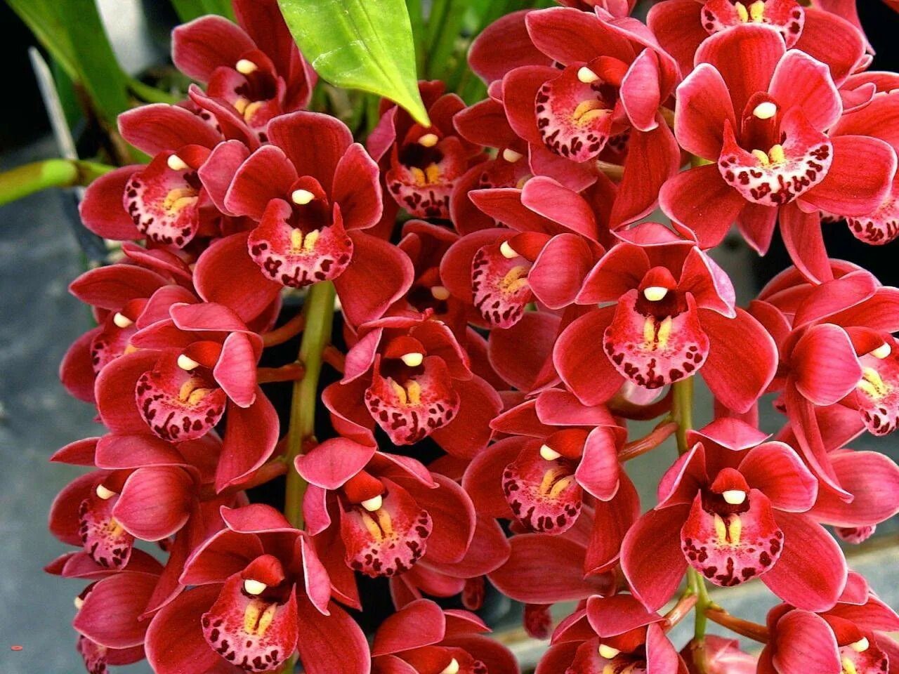 Орхидея Цимбидиум. Фаленопсис Цимбидиум. Орхидея Цимбидиум красная.