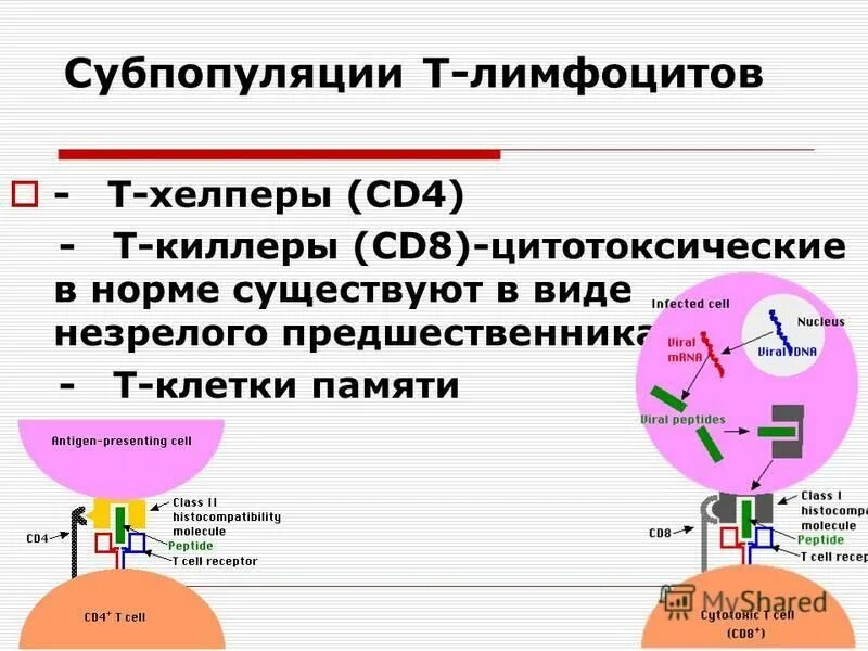 Субпопуляции в лимфоцитов