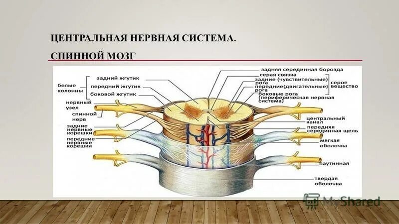 Нервная система. Нервная система человека спинной мозг. Строение спинного мозга. ЦНС спинной мозг. Сколько восстанавливается нервная