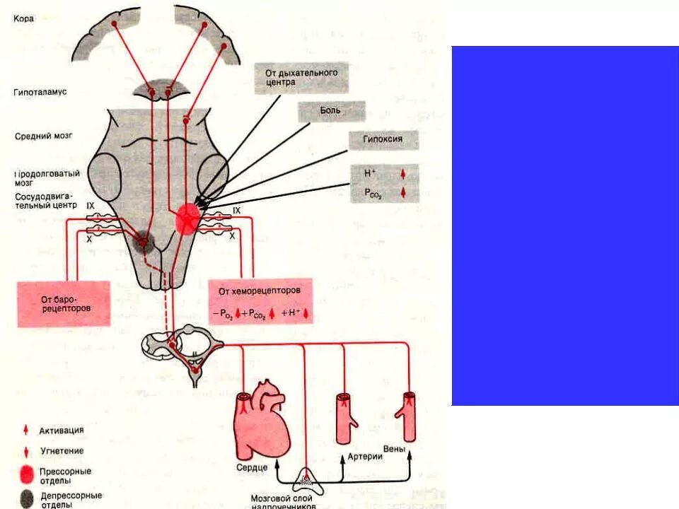 Сосудодвигательный центр в мозге. Сосудодвигательный и дыхательный центры продолговатого мозга. Депрессорный отдел сосудодвигательного центра продолговатого мозга. Вазомоторный центр продолговатого мозга. Сосудодвигательный центр продолговатого мозга схема.