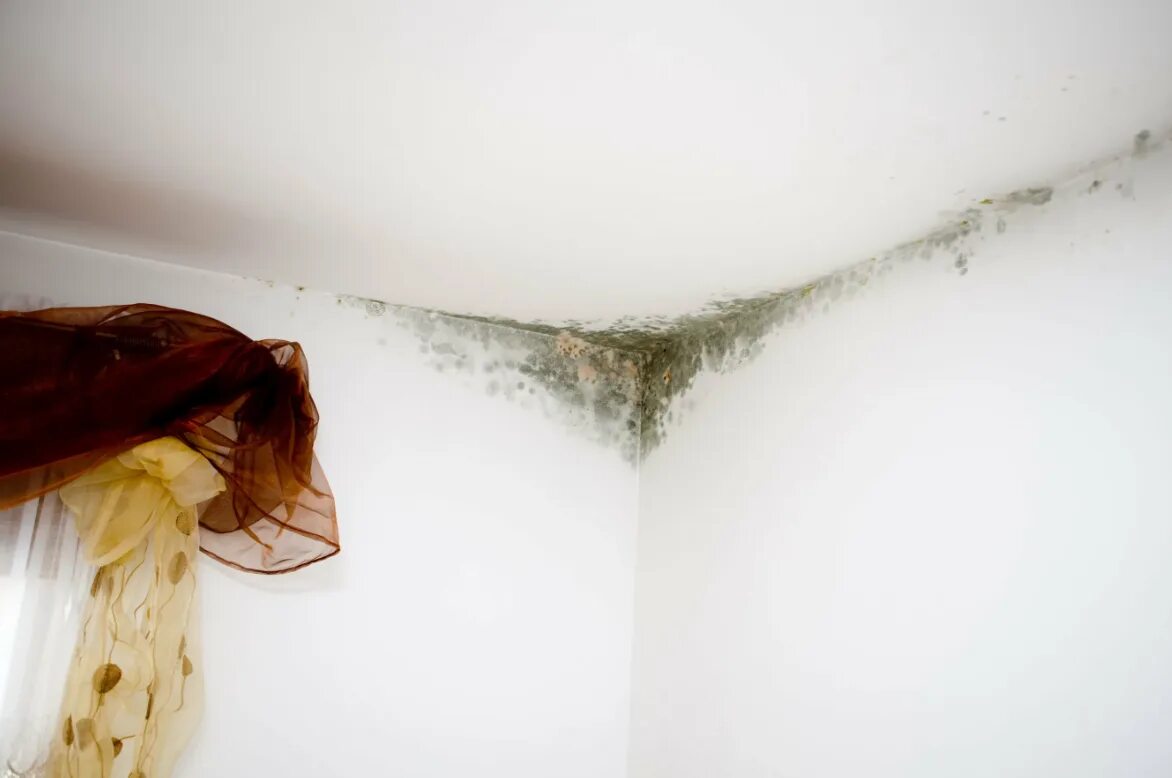 Сырость белья. Грибок в квартире. Пятна плесени на ткани. Сырость белья. Черная плесень на коляске.