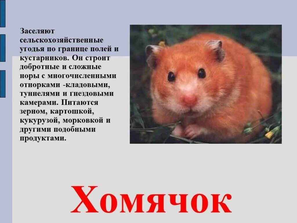 Домашние хомяки впадают в спячку