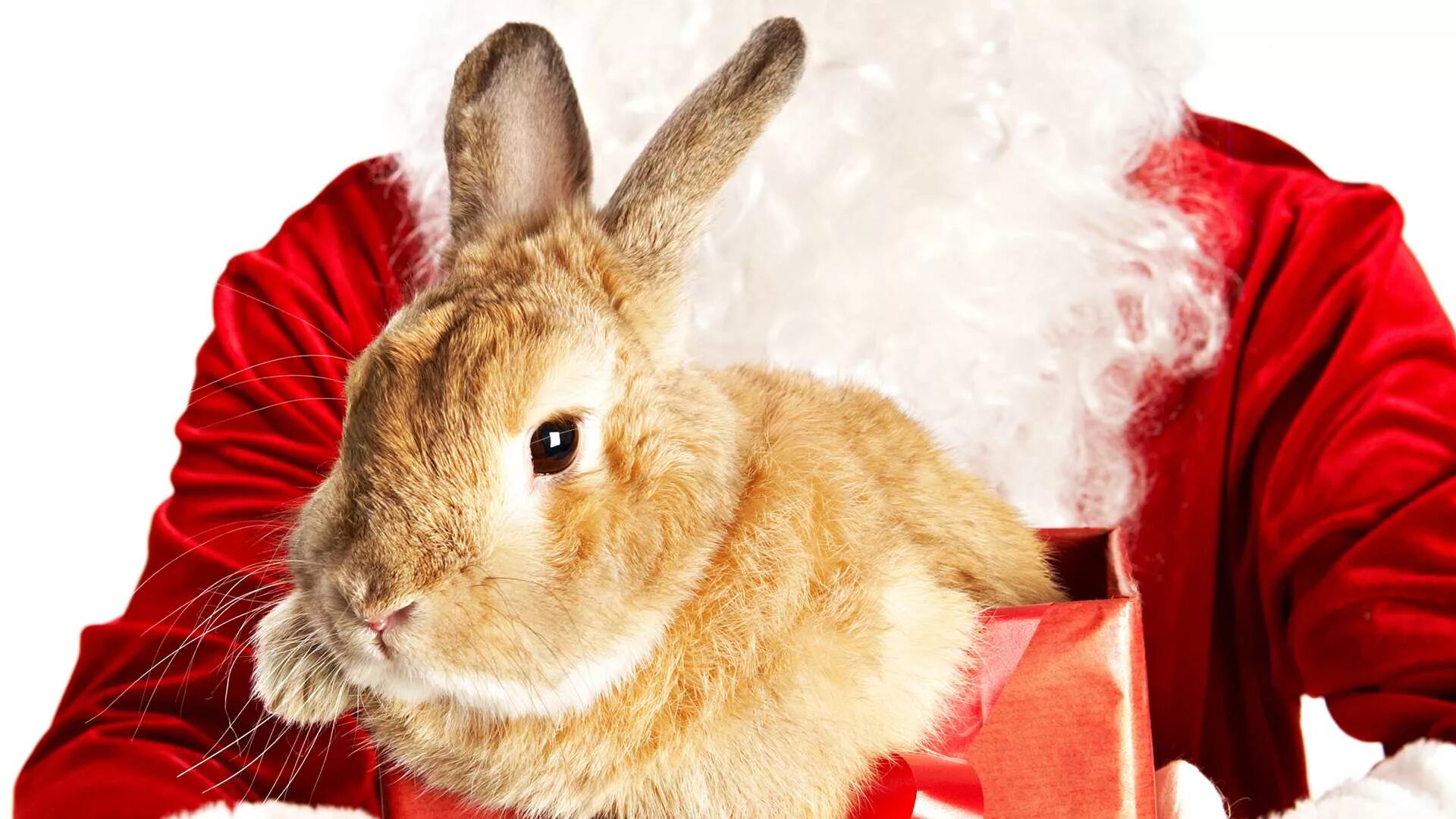 Новогодний кролик. Кролик новый год. Новогодний заяц. Кролик Рождество.