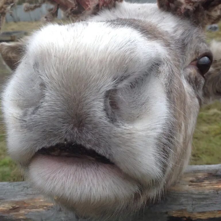 обезьяна носач. самые длинные ресницы. обезьяна носач. синдром оборотня (гипертрихоз). щетинистые волосы.