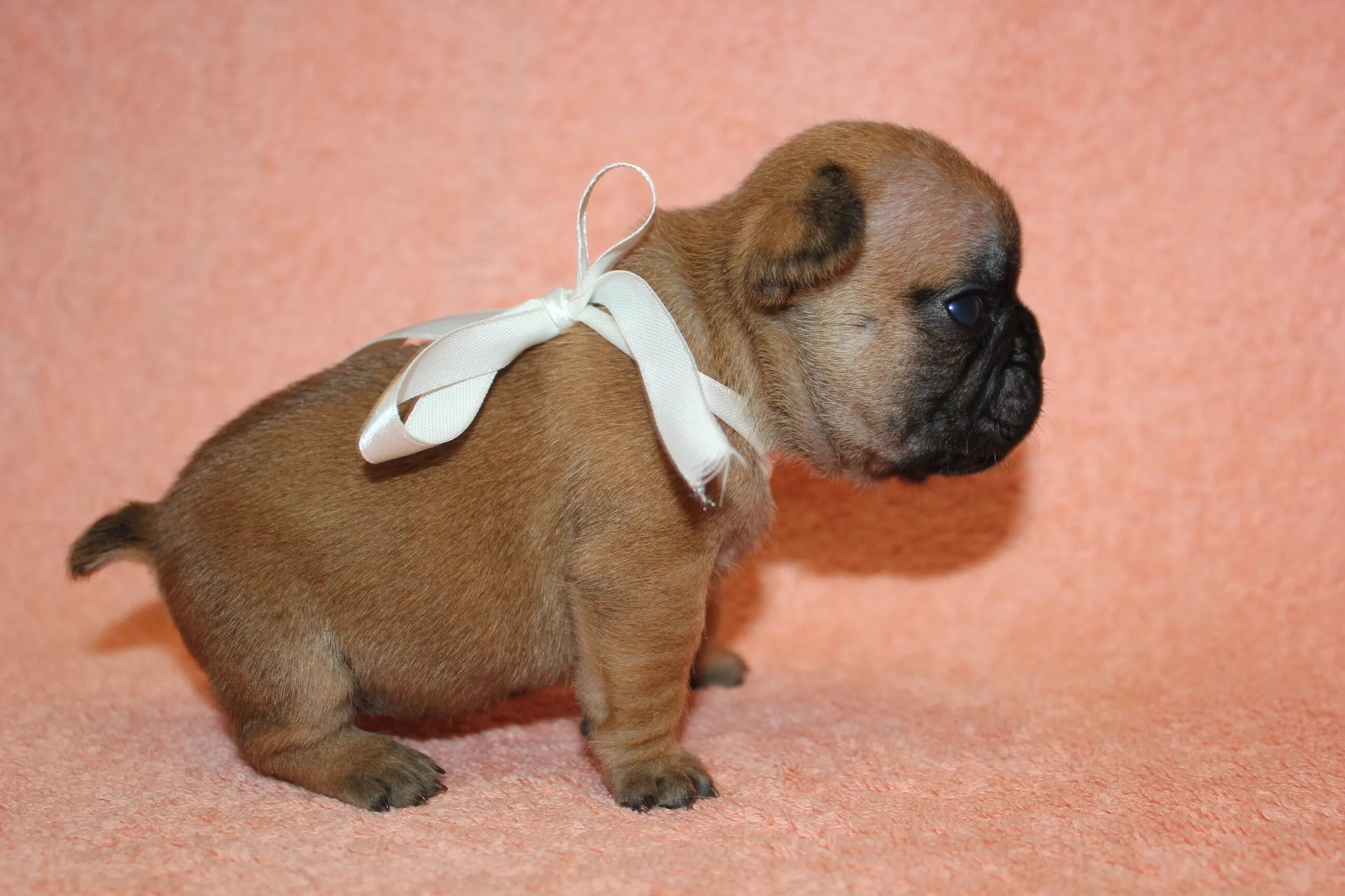 Французский бульдог 3 месяца. Щенок французского бульдога 3 месяца. Бульдог 3 месяца. Французский бульдог черный. Французский бульдог 1.