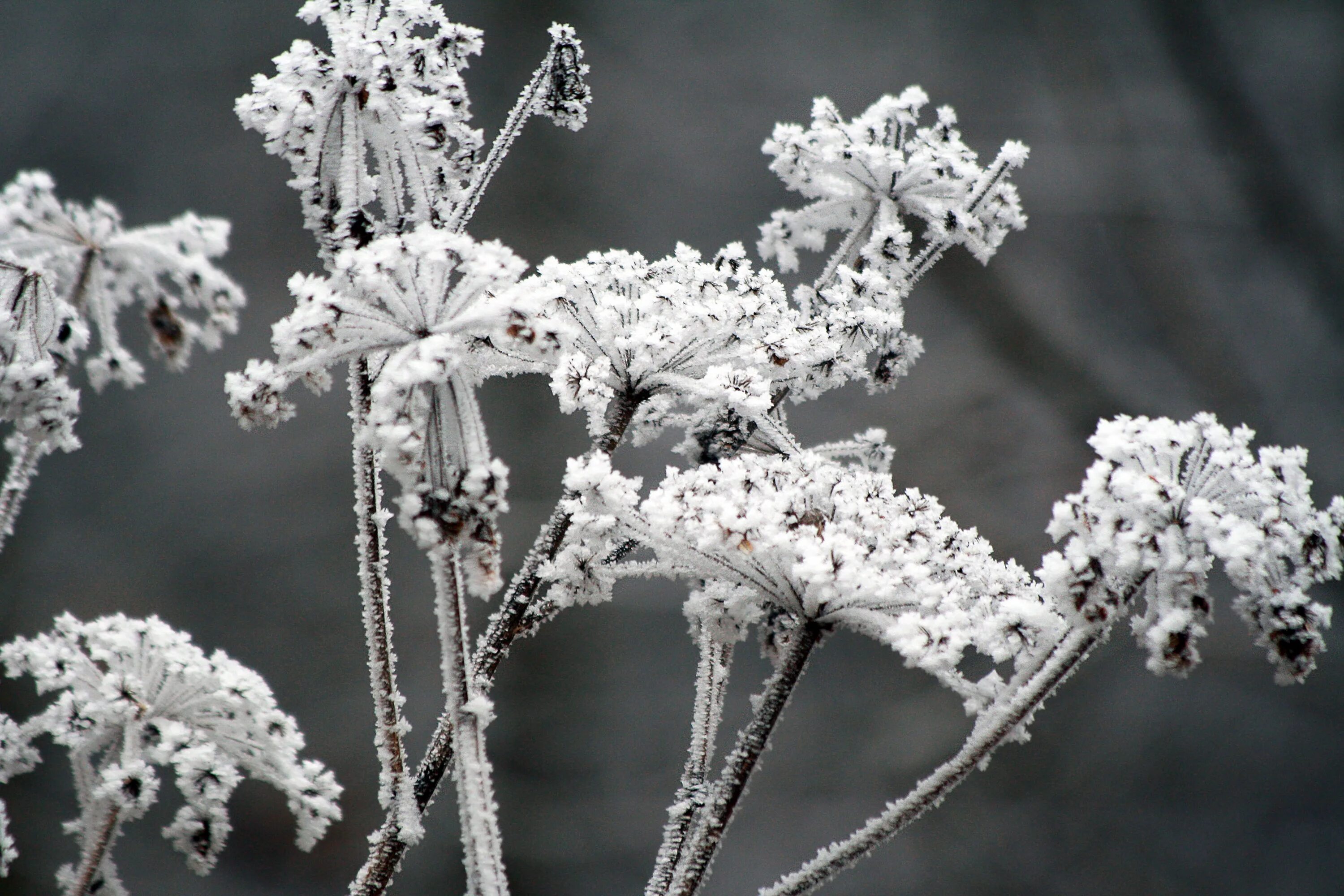 White freeze. Зимние растения. Зимние заморозки. Растения зимой. Обледенение растений.