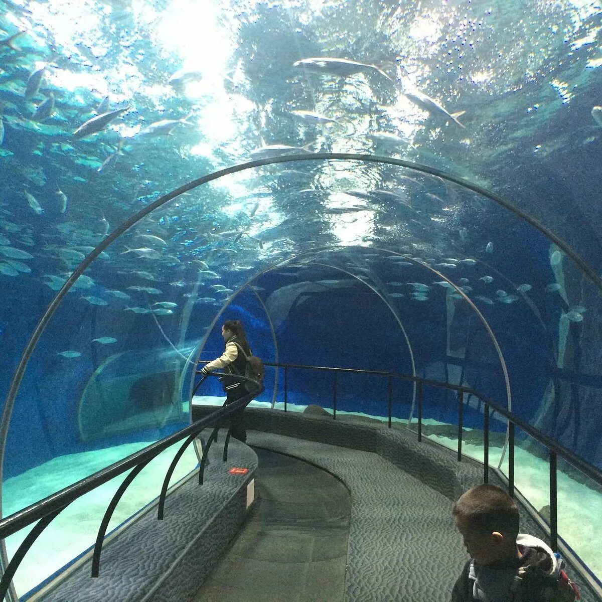 Океанариум шанхай. Шанхай океанариум. Шанхайский океанариум - Шанхай, Китай. Шанхайский океанический аквариум. Океанический аквариум в Шанхае.