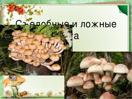 Опята ложные и съедобные отличие