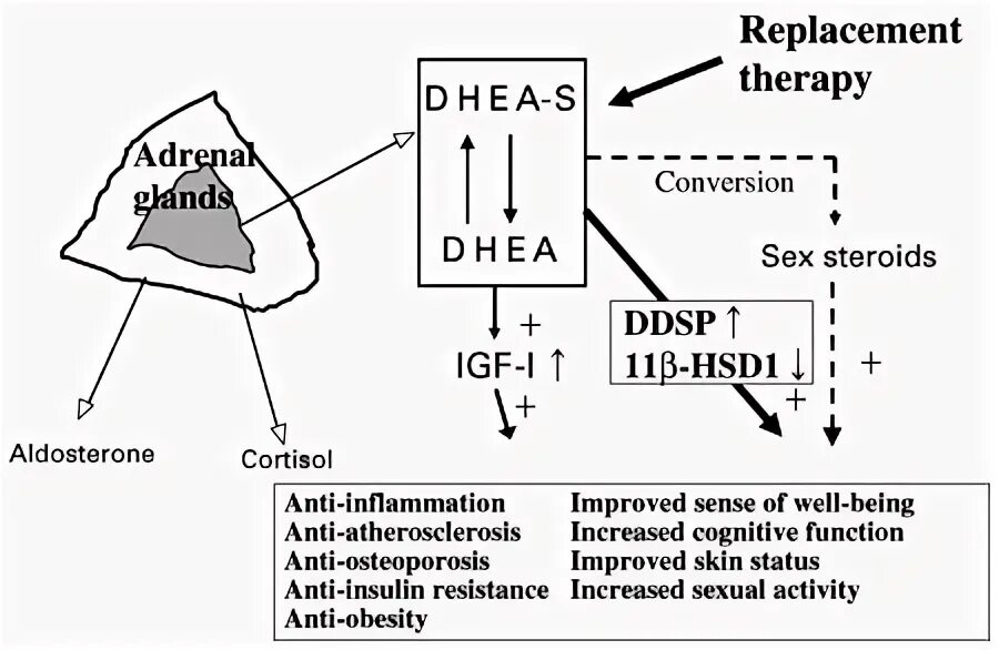Дгэа в слюне. DHEA для надпочечников. ДГЭА метаболизм. Дегидроэпиандростерон механизм действия. DHEA схема для фертильности.