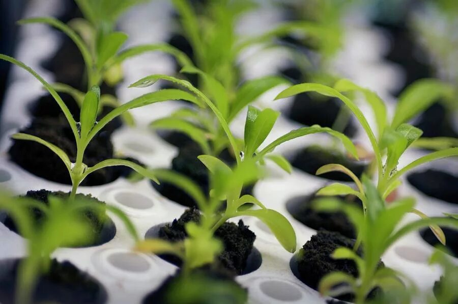 Стратификация семян флоксов. Всходы земляники. Стратификация семян флоксов. Семена флоксов однолетних. Семена флоксов однолетних.